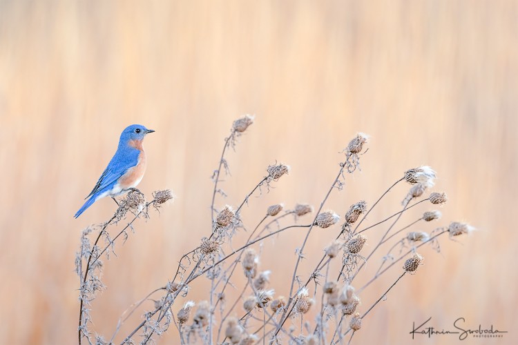 Bluebird at Sully