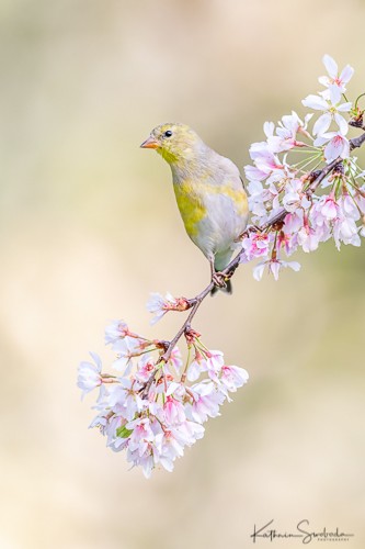 Goldfinch and Cherry Blossoms
