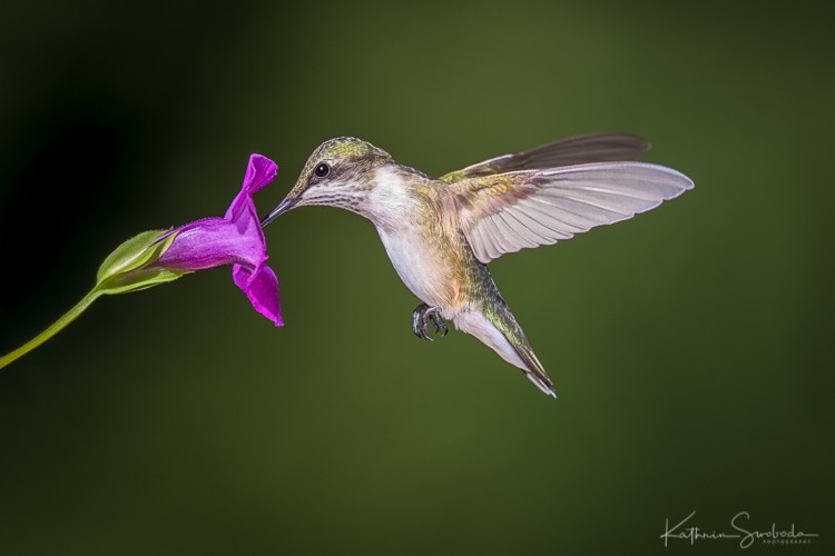 Hummingbird at Pink Flower