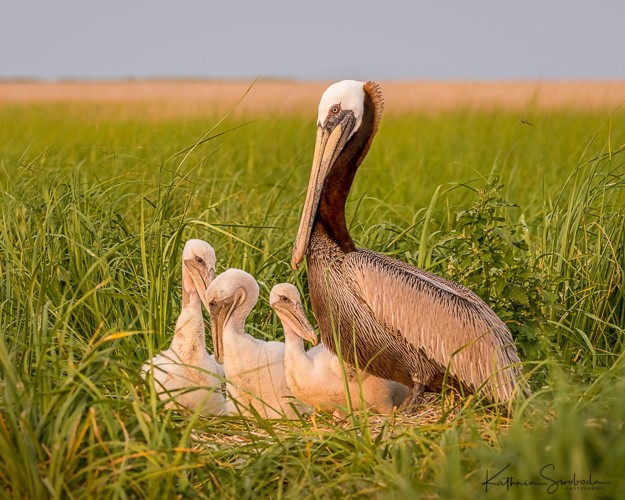 Smith Island Pelican