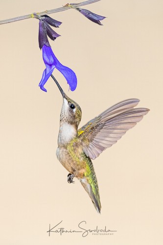 Hummingbird at Blue Salvia